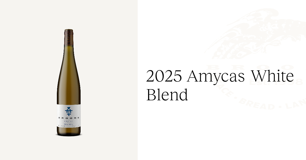 2025 Amycas White Blend | Brooks Wine